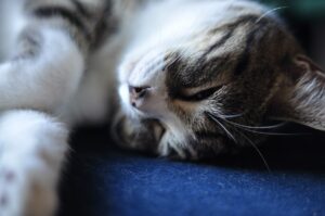 关于猫的救助