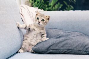 救助了一只小猫